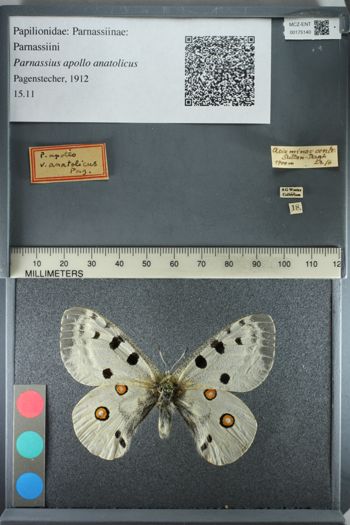 Media type: image;   Entomology 175140